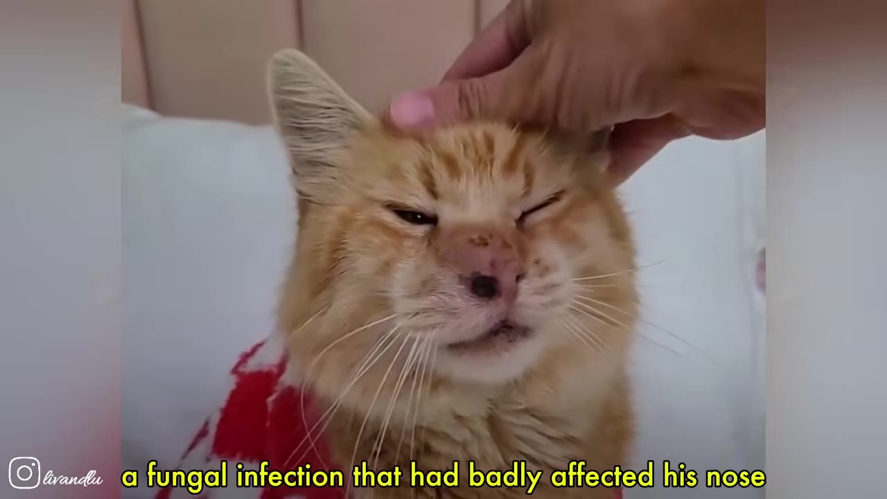 A close-up of an orange tabby cat being gently petted on the head, showing a swollen nose area affected by a fungal infection.