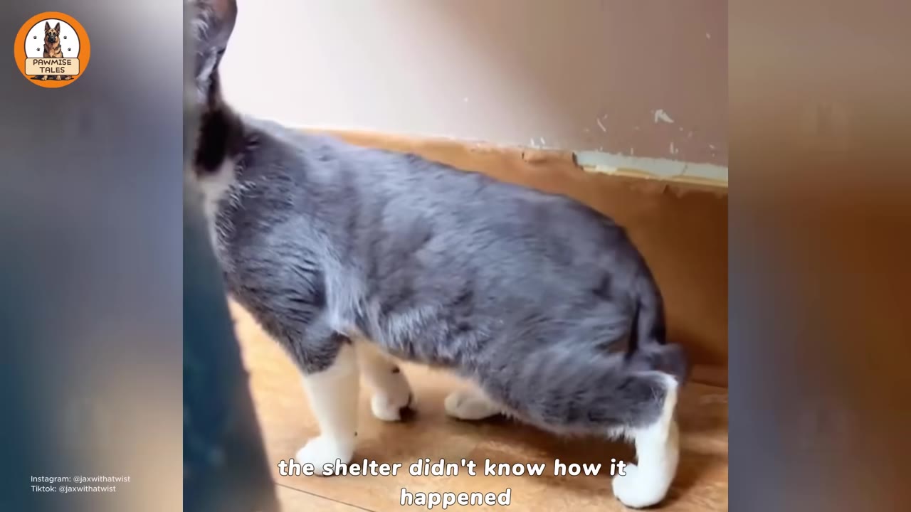 A close-up shot of a grey and white cat from behind, showing its short, crooked tail.