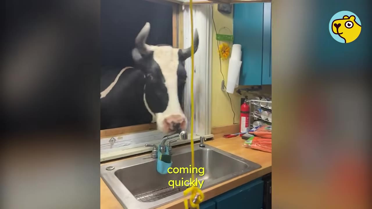 A black and white cow sticks its head through an open window directly over a kitchen sink.