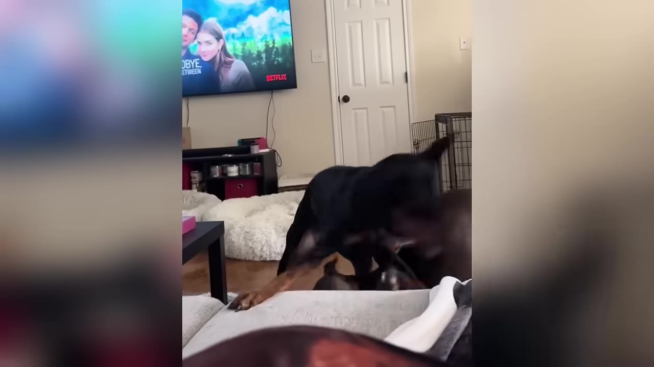 A black and tan dog stands in a living room near a sofa, with a television playing in the background.