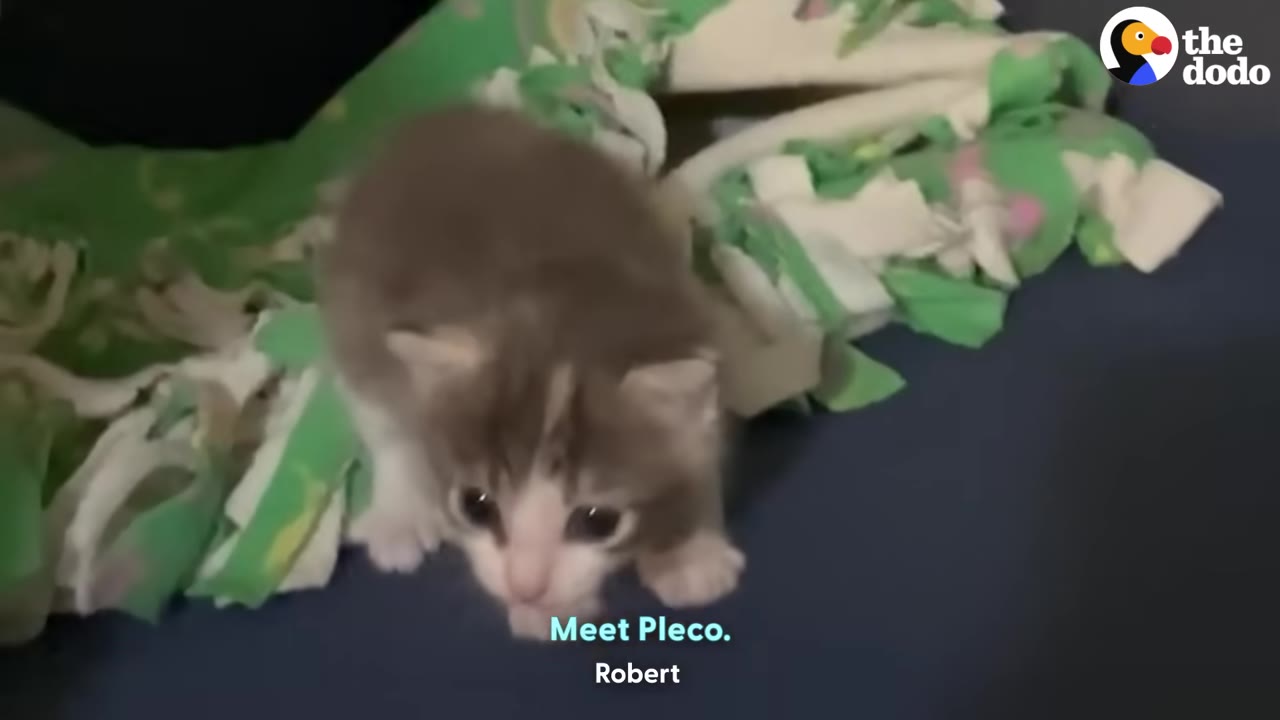 A small grey and white kitten sits on a blue surface next to a green and white patterned blanket.