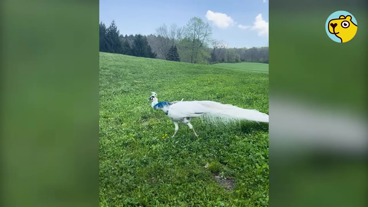 A white and blue peacock walking across a vast green grassy field under a blue sky.