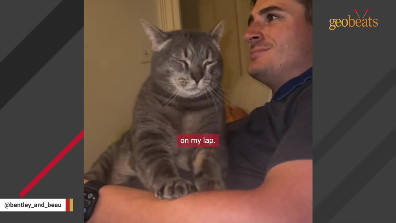 A grey tabby cat sitting upright on a man's lap as he looks on with a smile.
