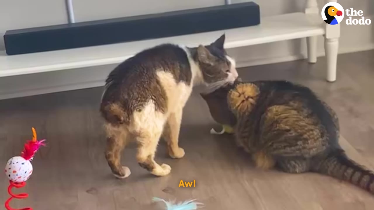 A brown and white cat gently sniffs a tabby cat sitting on the floor.