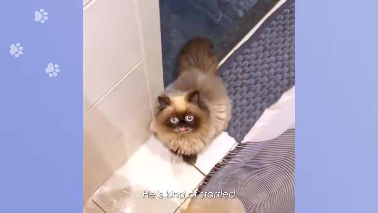 A fluffy Himalayan cat with wide, startled eyes looking up at the camera.