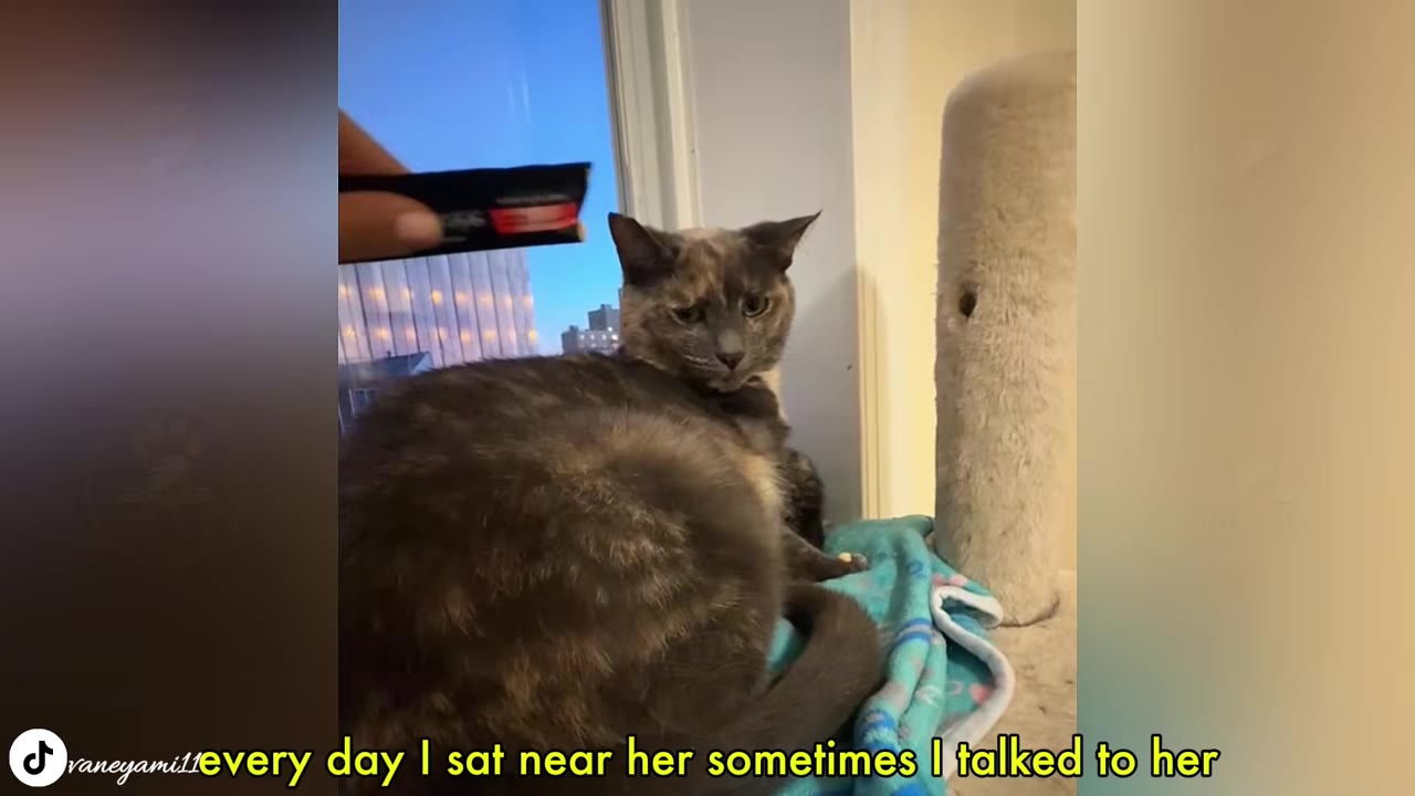 A tortoiseshell cat sits on a blue blanket near a window, looking cautiously at a hand holding a treat packet nearby.