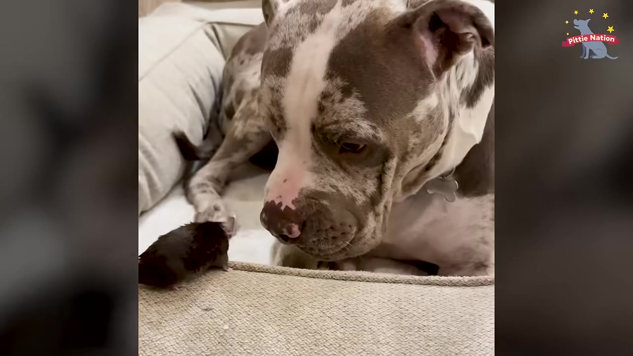 A large brindle and white dog gently looking down at a tiny dark mouse sitting on the edge of a couch.