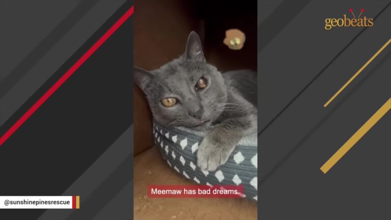 Georgia Woman Finds 43 Cats Abandoned At Her New Home, Yet One Fragile Senior Reveals A Beautiful Surprise