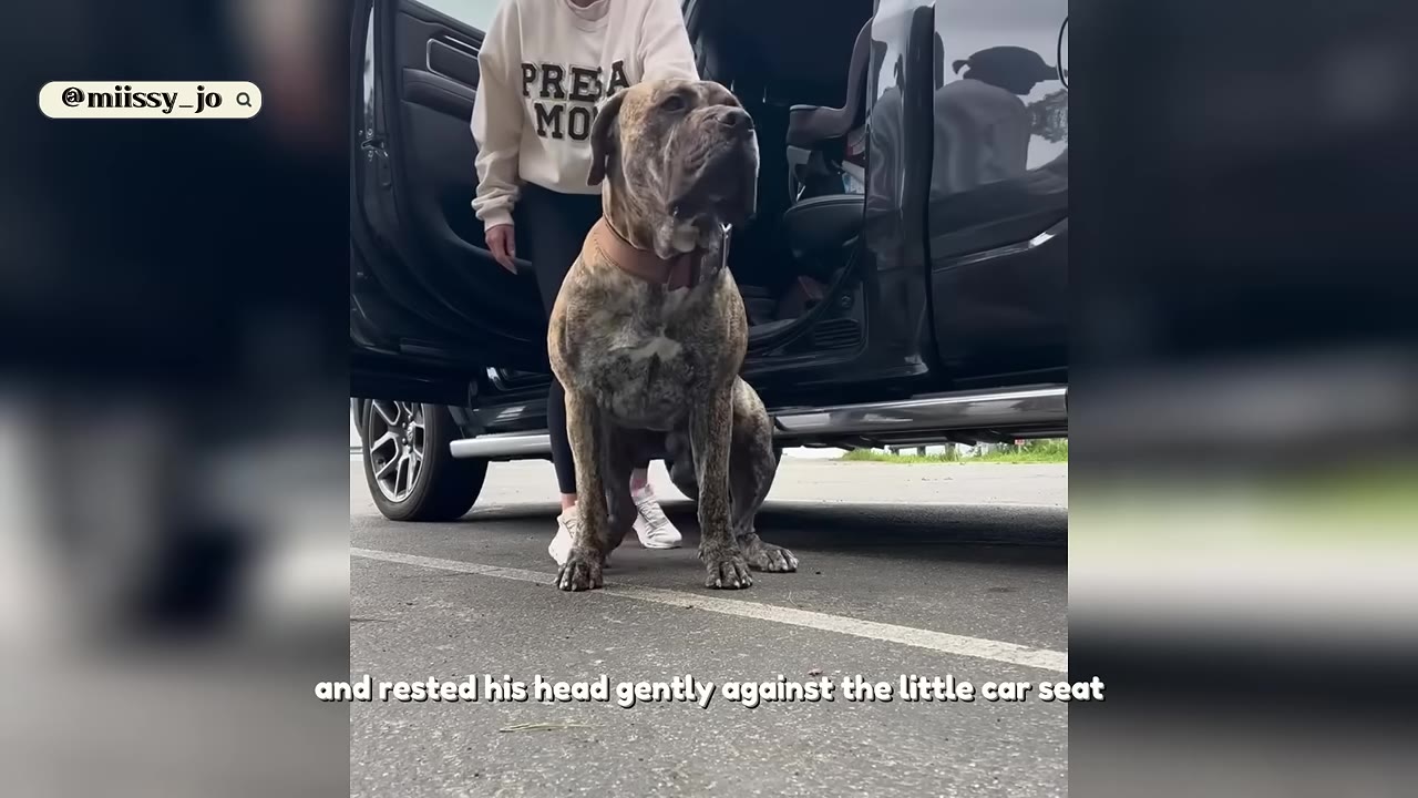 A large brindle dog stands next to an open car door on the pavement, with a woman standing behind him.