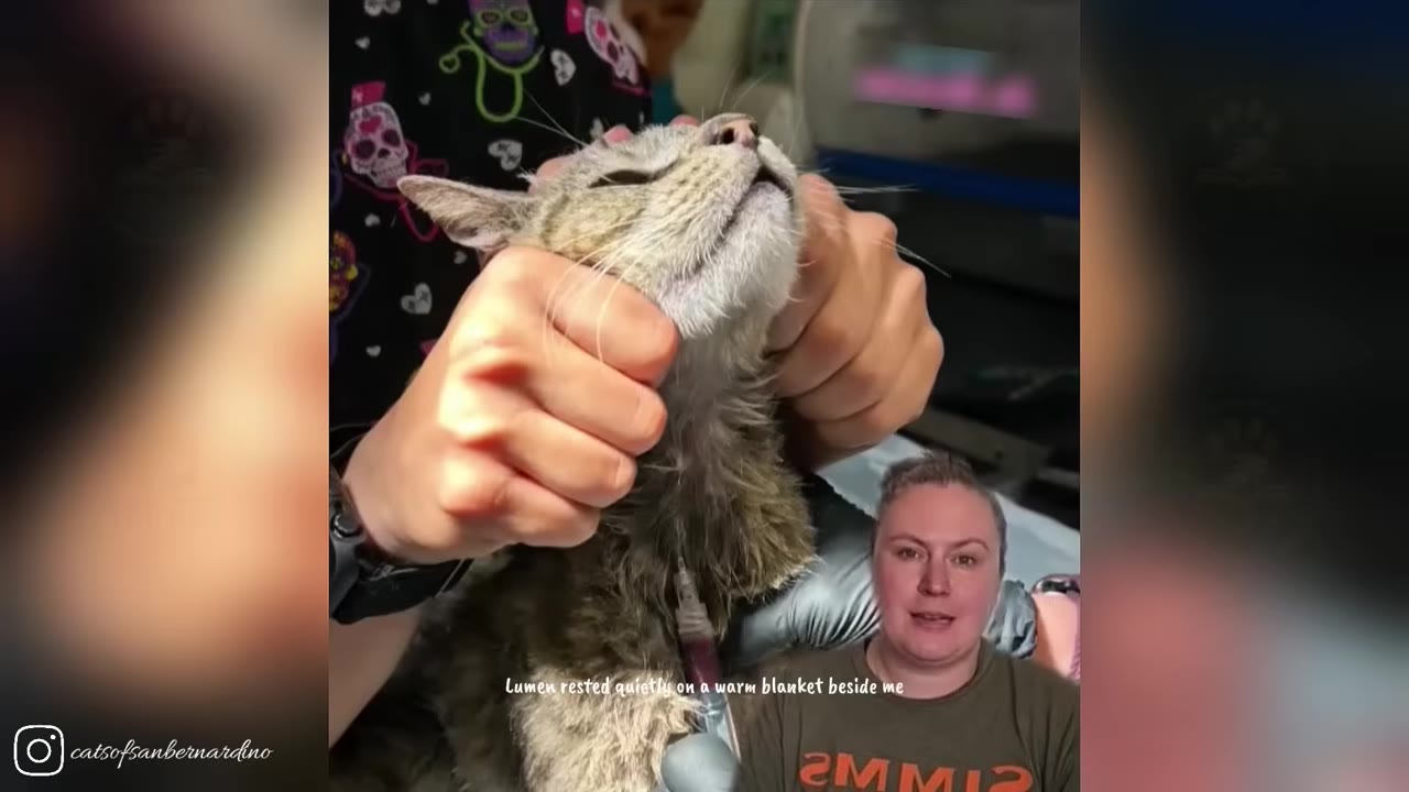 A tabby cat is gently held by a veterinary professional wearing skull-patterned scrubs, with an IV line visible near its chest.