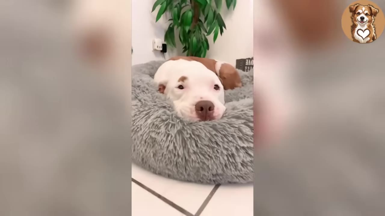 A white and brown dog resting its head on the edge of a fluffy grey dog bed.