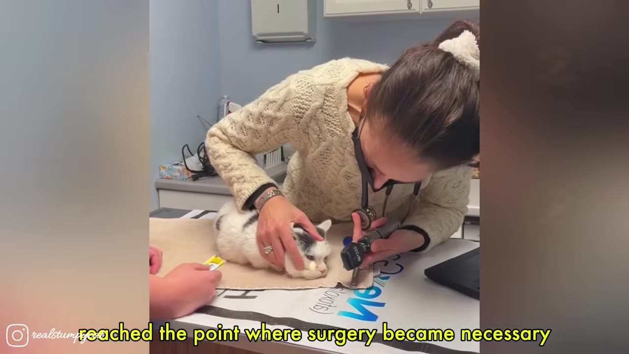 A veterinarian in a cream-colored sweater examines a small white and grey cat on an examination table using a medical tool.