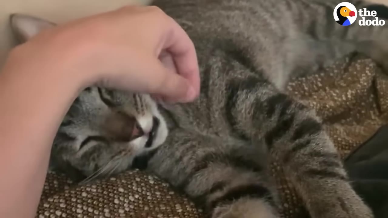 A close-up shot of a tabby cat lying down while being gently petted on the head by a person's hand.