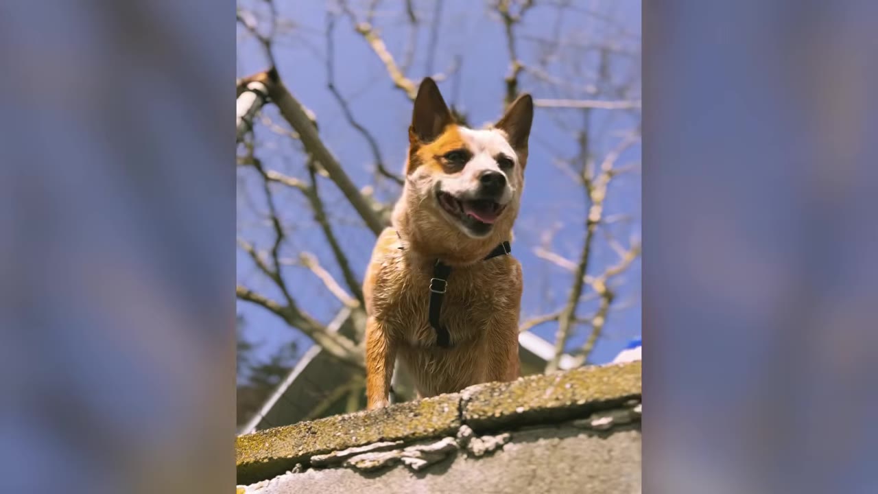 A red heeler dog wearing a black harness stands on a concrete wall, looking forward with its mouth slightly open under a blue sky with bare tree branches.