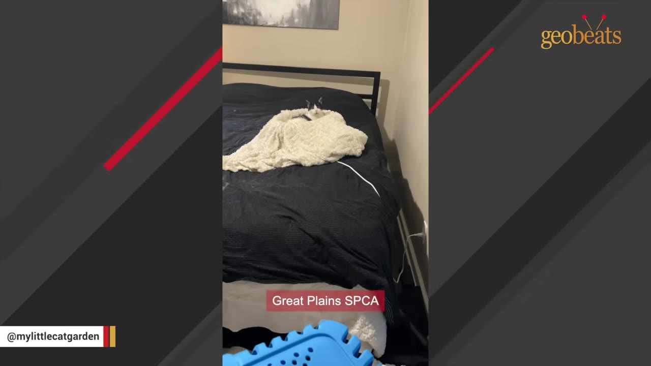 A black and white cat sits on a bed wrapped in a white blanket, with a blue pet carrier visible in the foreground and a caption reading 'Great Plains SPCA'.