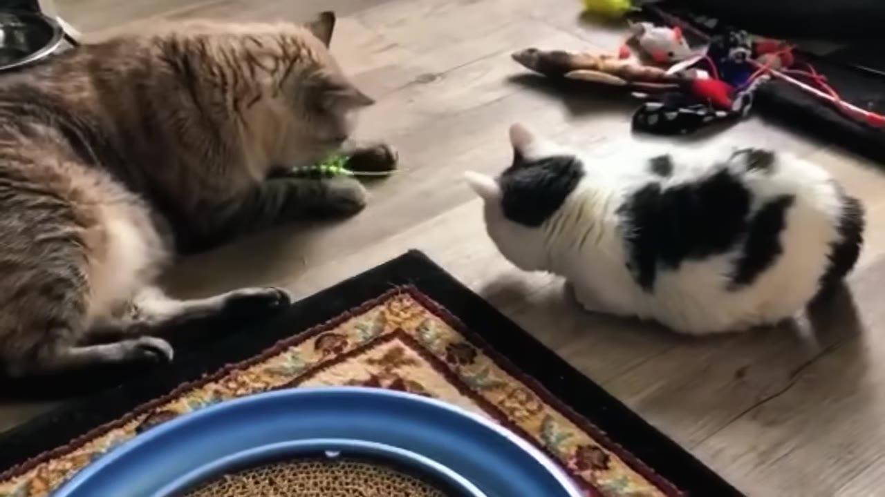 A fluffy tabby cat and a black-and-white cat sit near each other on a wooden floor.