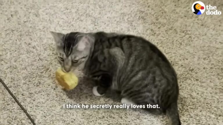 Texas Cat Loves Stealing Food, But His Secret Motive Proves Just How Much He Loves His Family