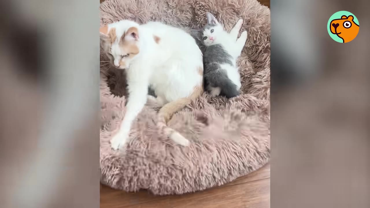 A white cat with orange patches and a small grey and white kitten sit together in a fluffy pink pet bed.