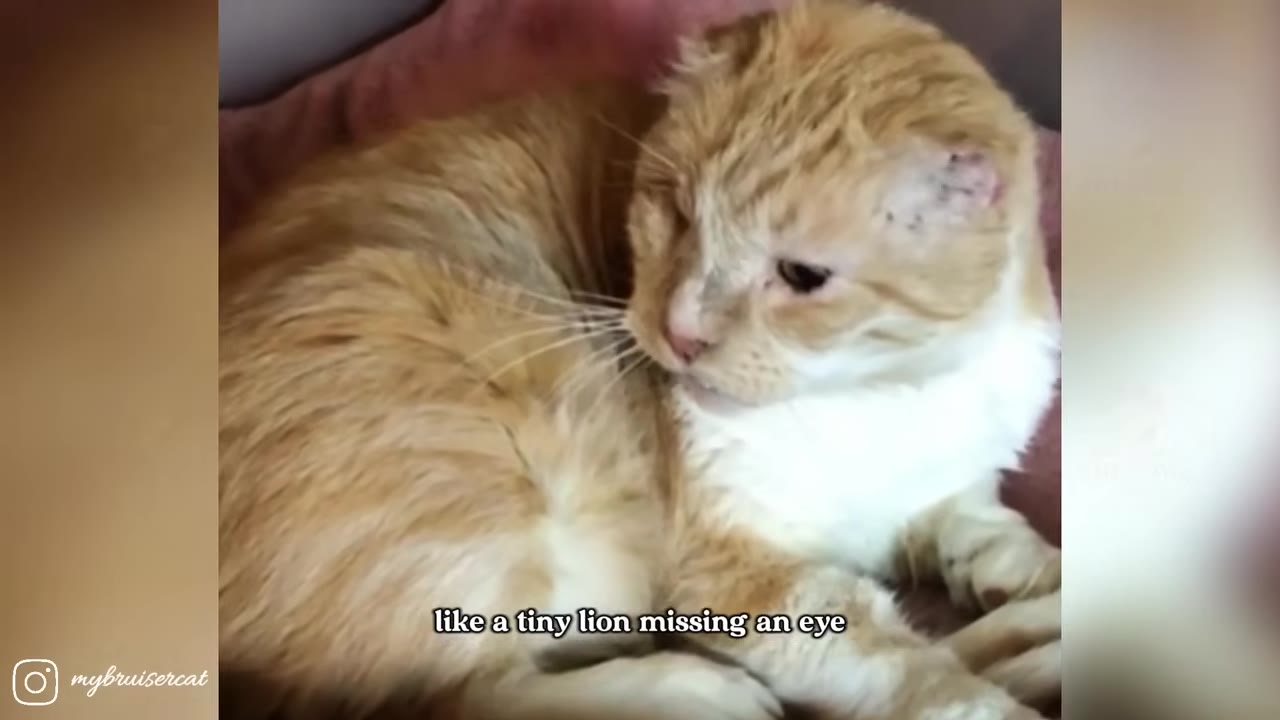 An orange and white cat with one eye curled up on a pink blanket, looking off to the side.