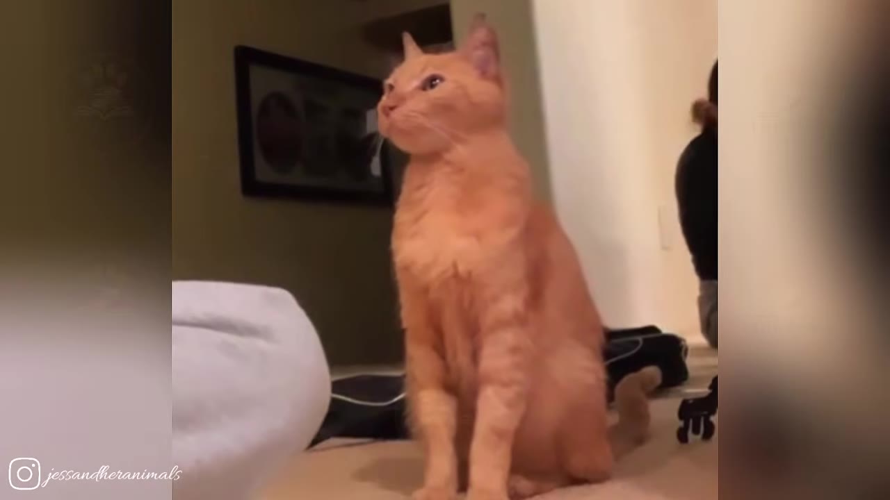 A healthy orange cat sitting upright and looking alertly to the side in an indoor setting.