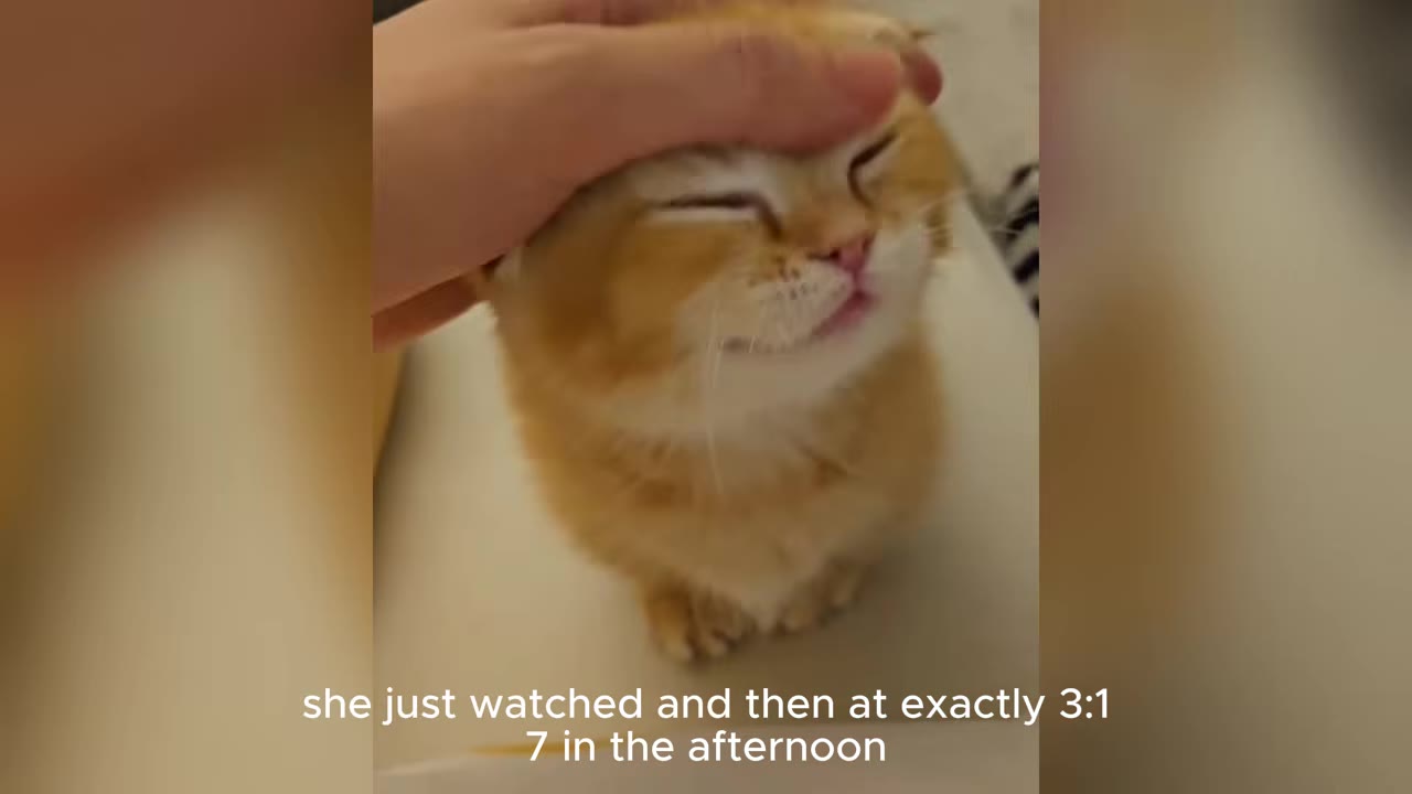 A close-up of a small orange kitten with its eyes closed, being gently petted on the head by a human hand, with text overlay reading 'she just watched and then at exactly 3:17 in the afternoon'.