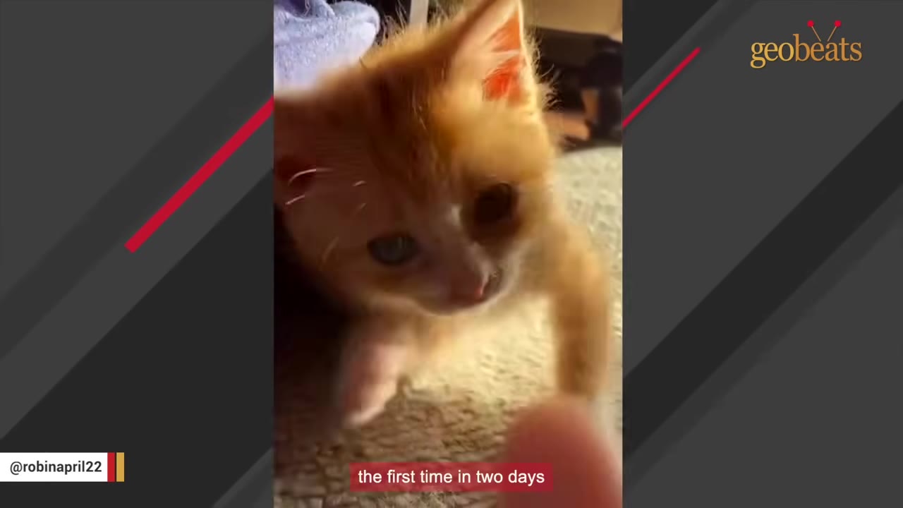 A small orange kitten looking up directly with wide eyes.