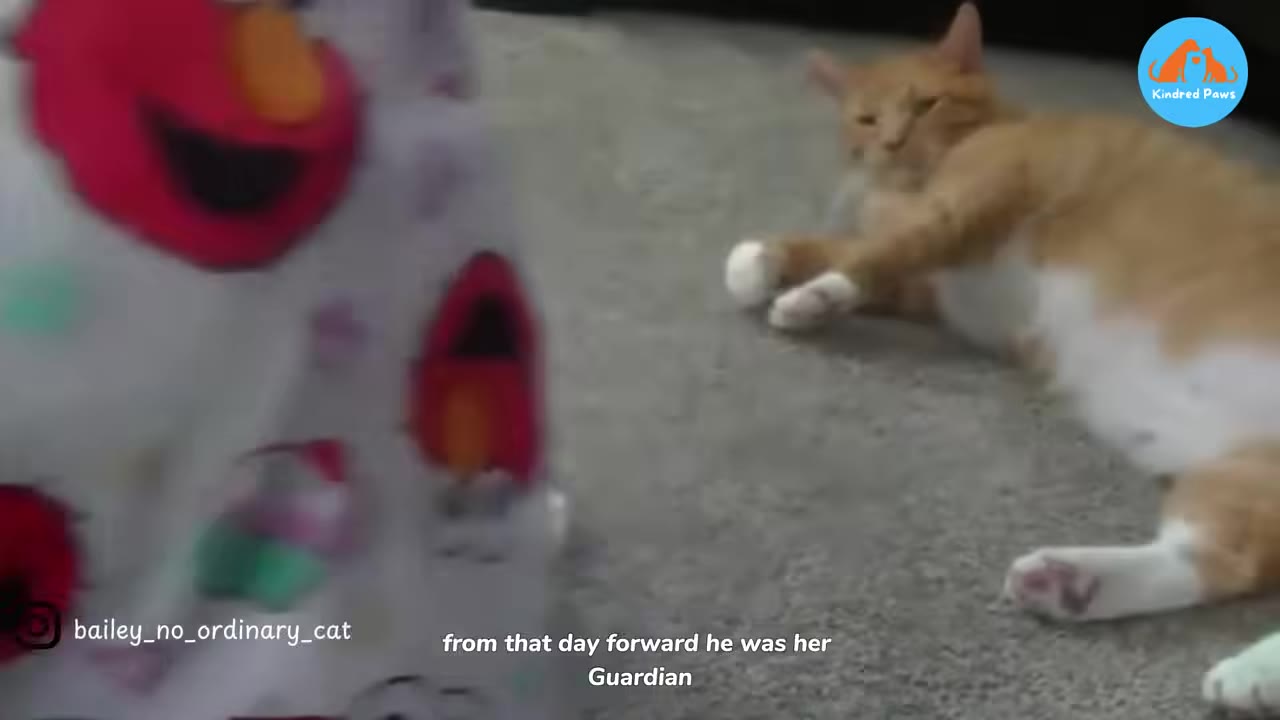 An orange and white cat lying on a grey carpet, looking towards a toddler wearing Elmo pajamas.