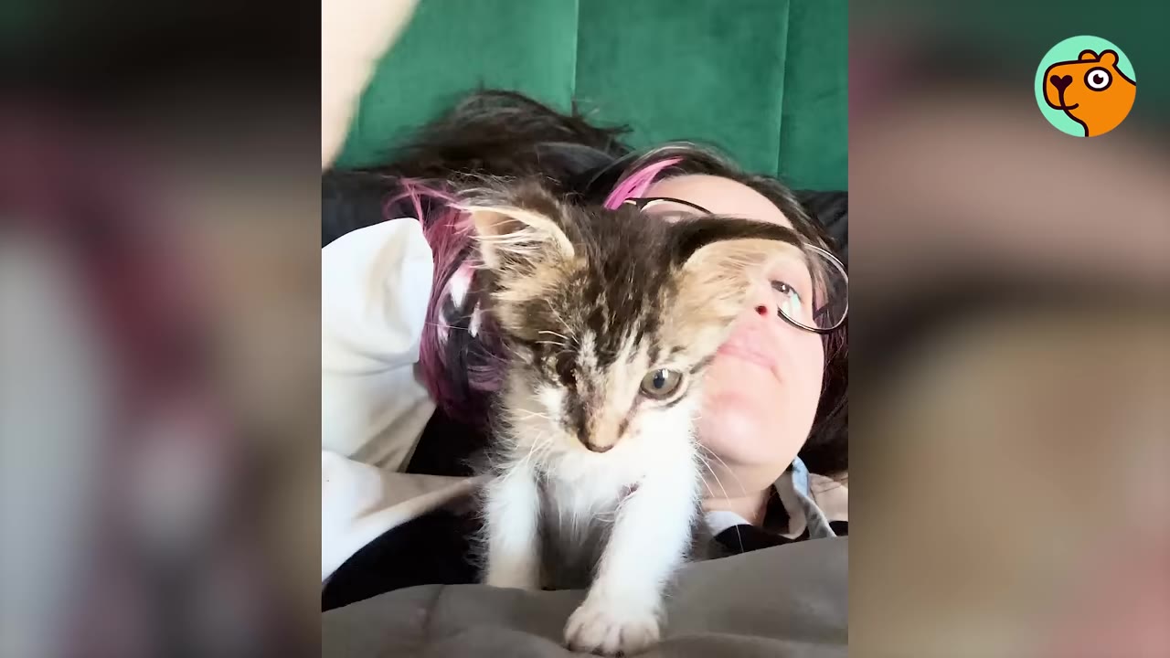 A small tabby and white kitten sits on the chest of a person with glasses and pink-streaked hair, looking directly at the camera.