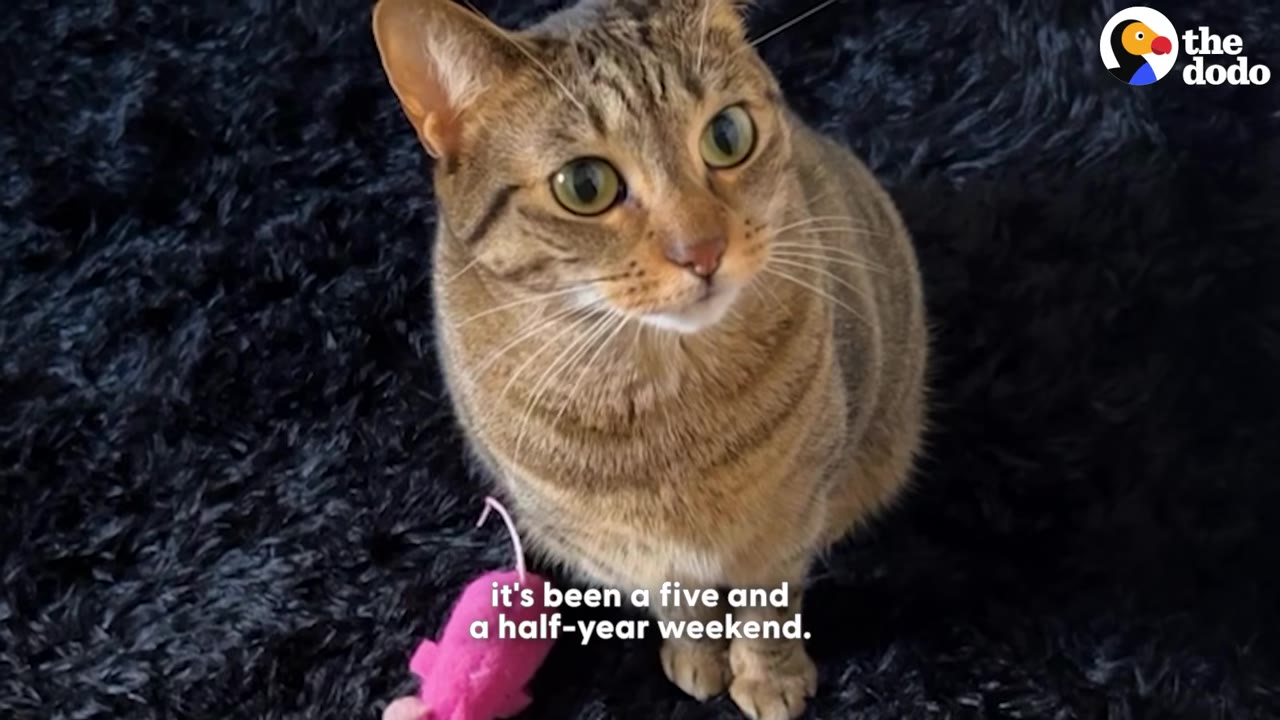 A brown tabby cat sits on a black shag rug, looking up with wide green eyes next to a pink toy mouse.