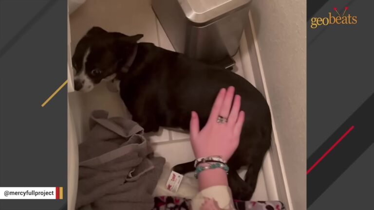 Shaking Chihuahua Surrendered To Florida Shelter Finds Patience Her Heart Desperately Needed