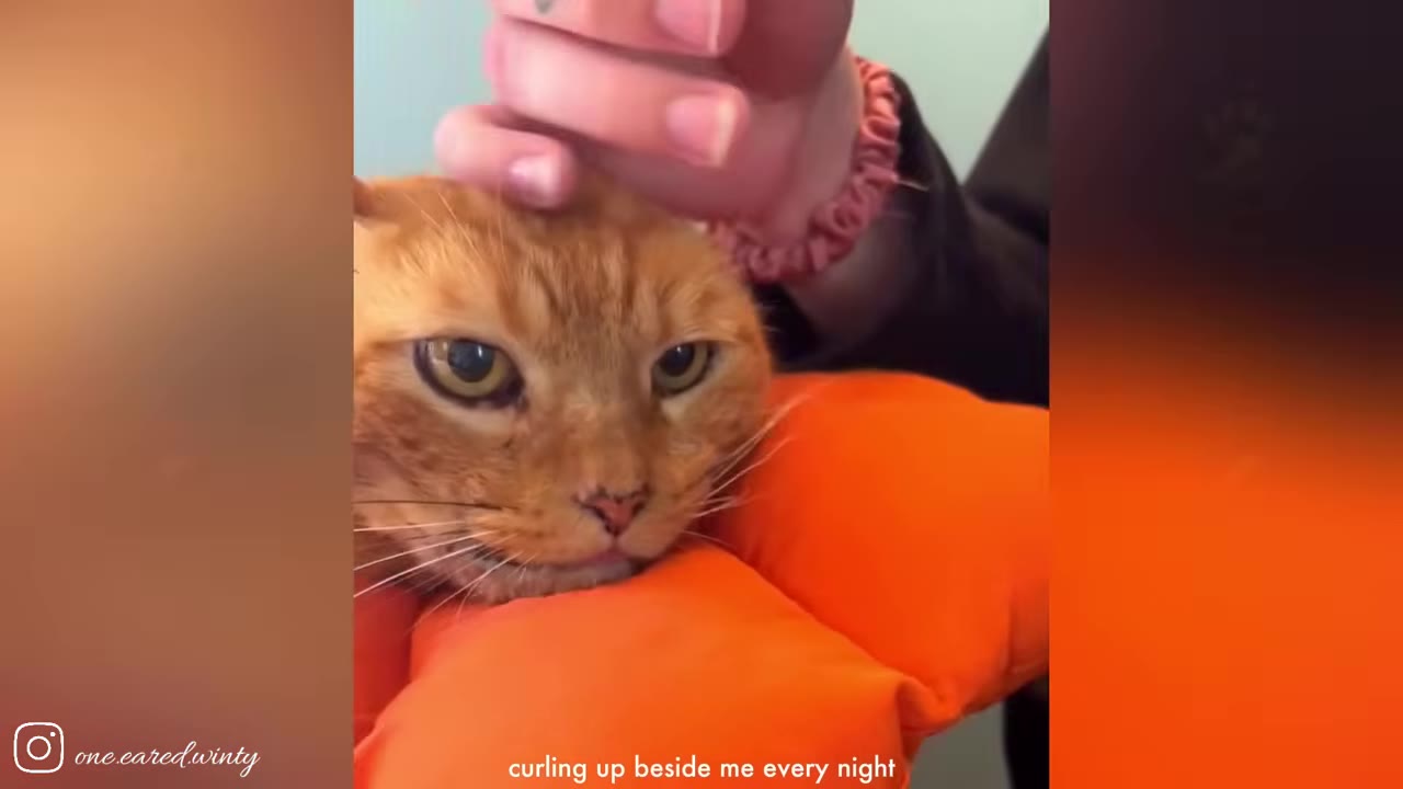 A close-up shot of an orange tabby cat resting its head on an orange pumpkin-shaped pillow while being gently petted on the head by a person's hand.