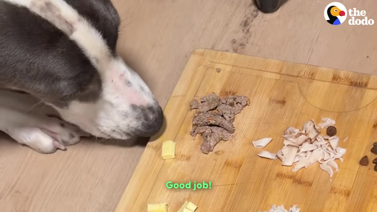 A close-up of a black and white dog sniffing a wooden board with various food samples on it.