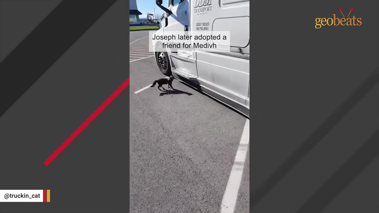 A black cat on a leash walks on the pavement next to a large white semi-truck.