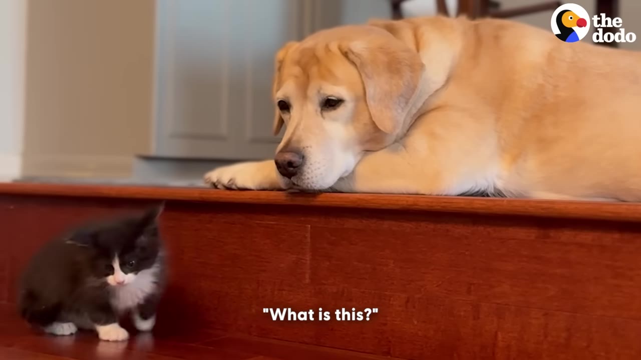 A large yellow Labrador Retriever lies on a wooden step, looking down curiously at a tiny black-and-white kitten on the floor below.