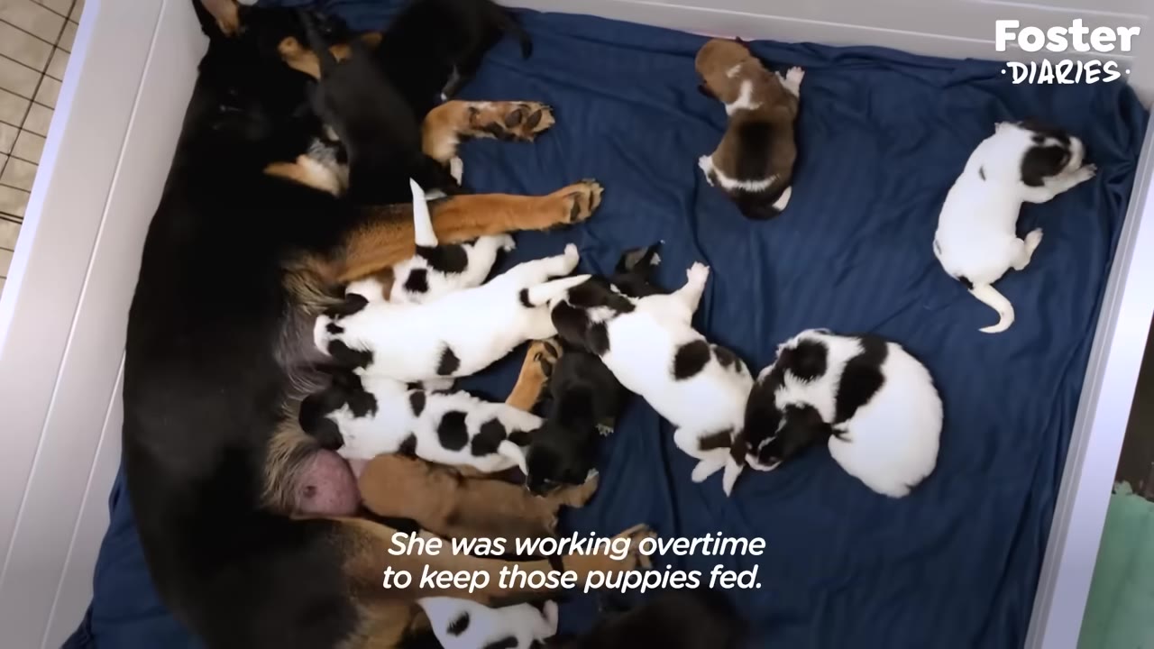 An overhead view of a black and tan mother dog lying on a blue blanket in a whelping box, surrounded by a large litter of small, multi-colored puppies nursing and resting.