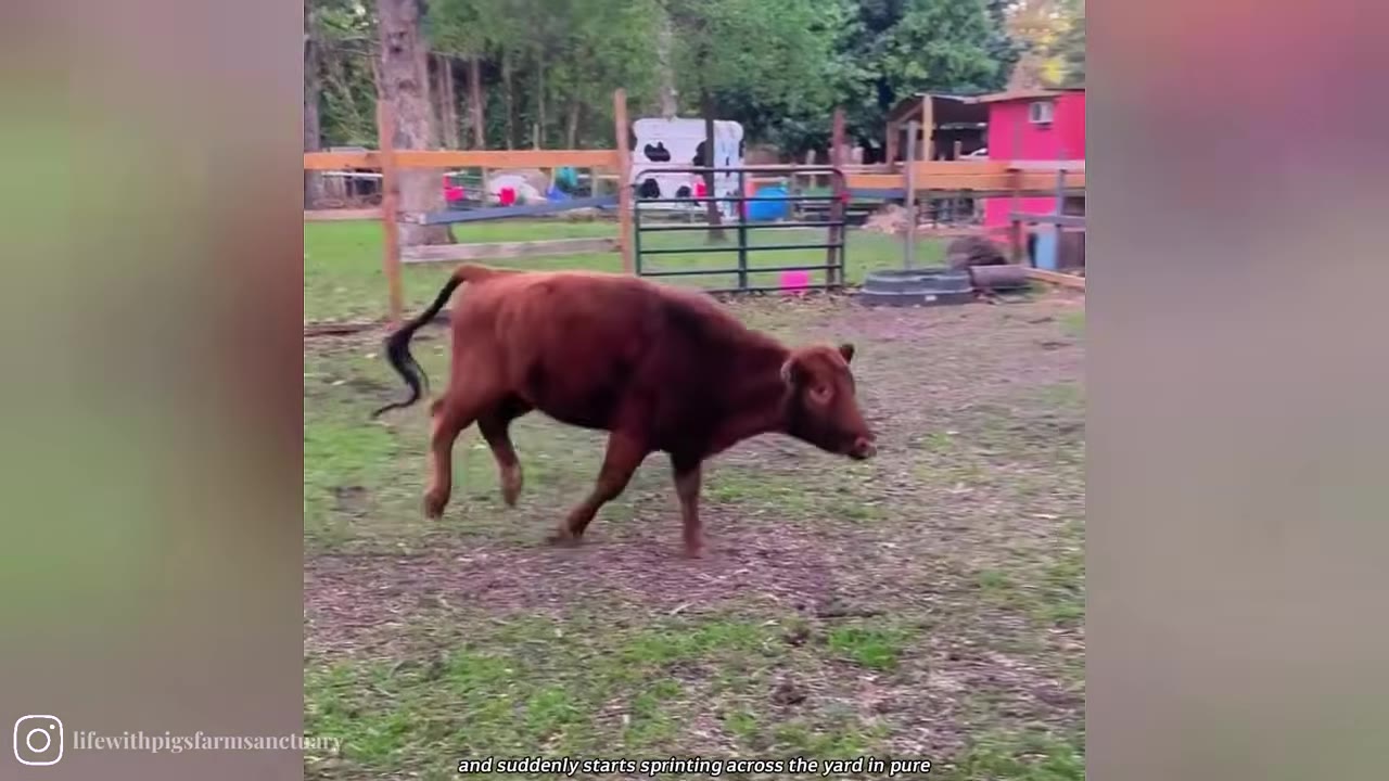 A brown cow running across a grassy yard at a sanctuary.