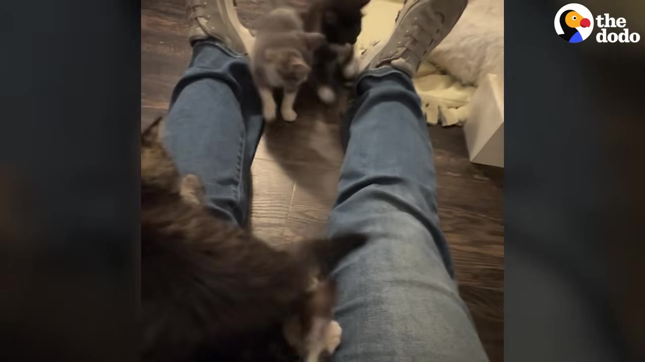 Several small kittens play around the legs of a person wearing blue jeans and grey sneakers.