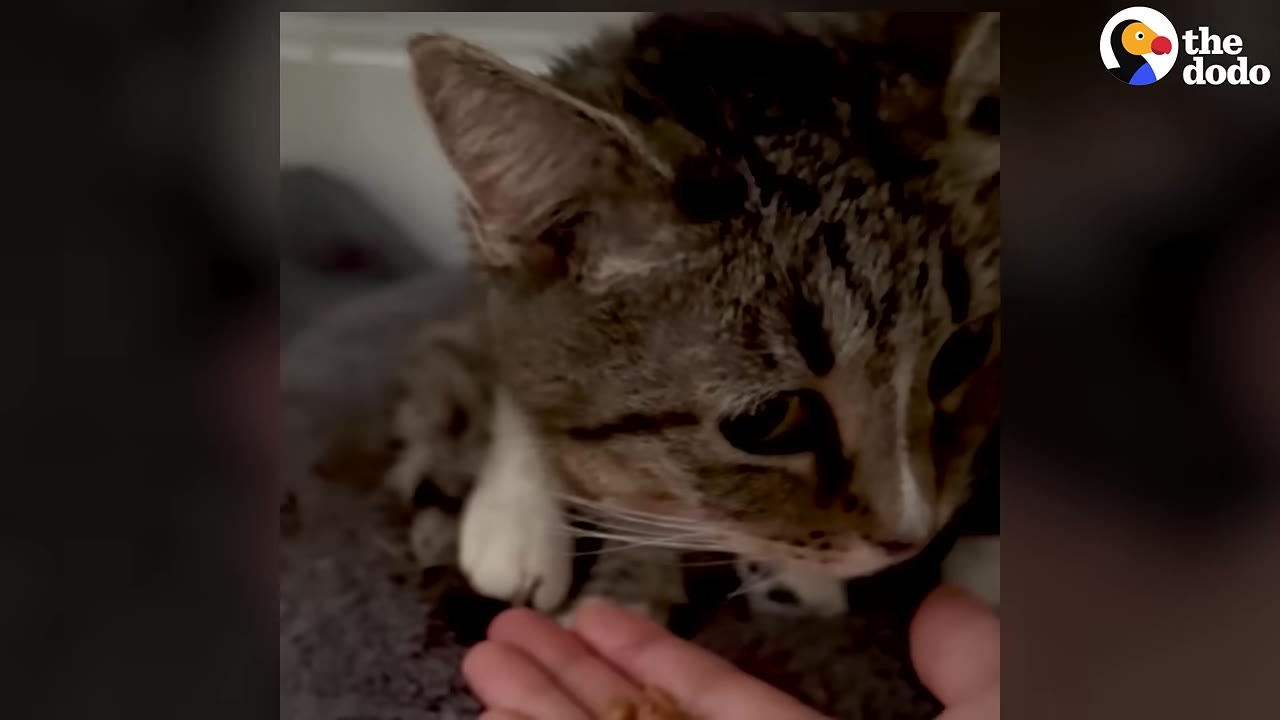 A close-up of a tabby cat with white paws looking gently towards a hand offering treats.