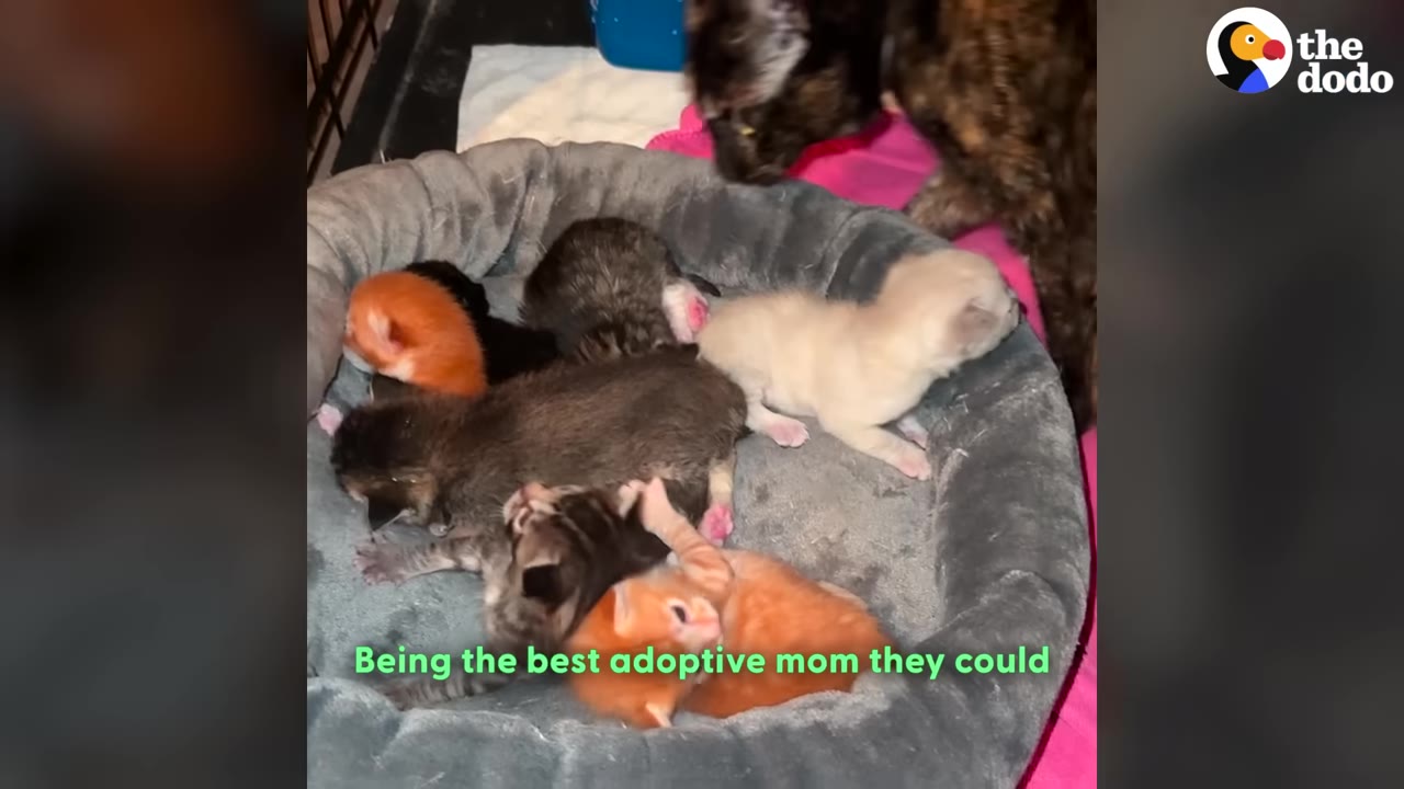 A tortoiseshell mother cat stands over a grey pet bed filled with several small kittens of different colors, including orange, white, and tabby.