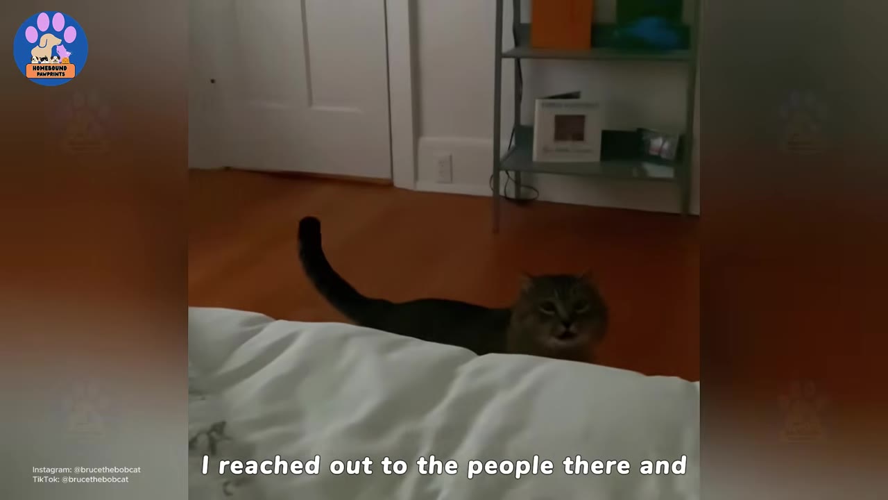 A brown tabby cat peeks out from behind a white bed, looking alert and cautious with its tail raised.