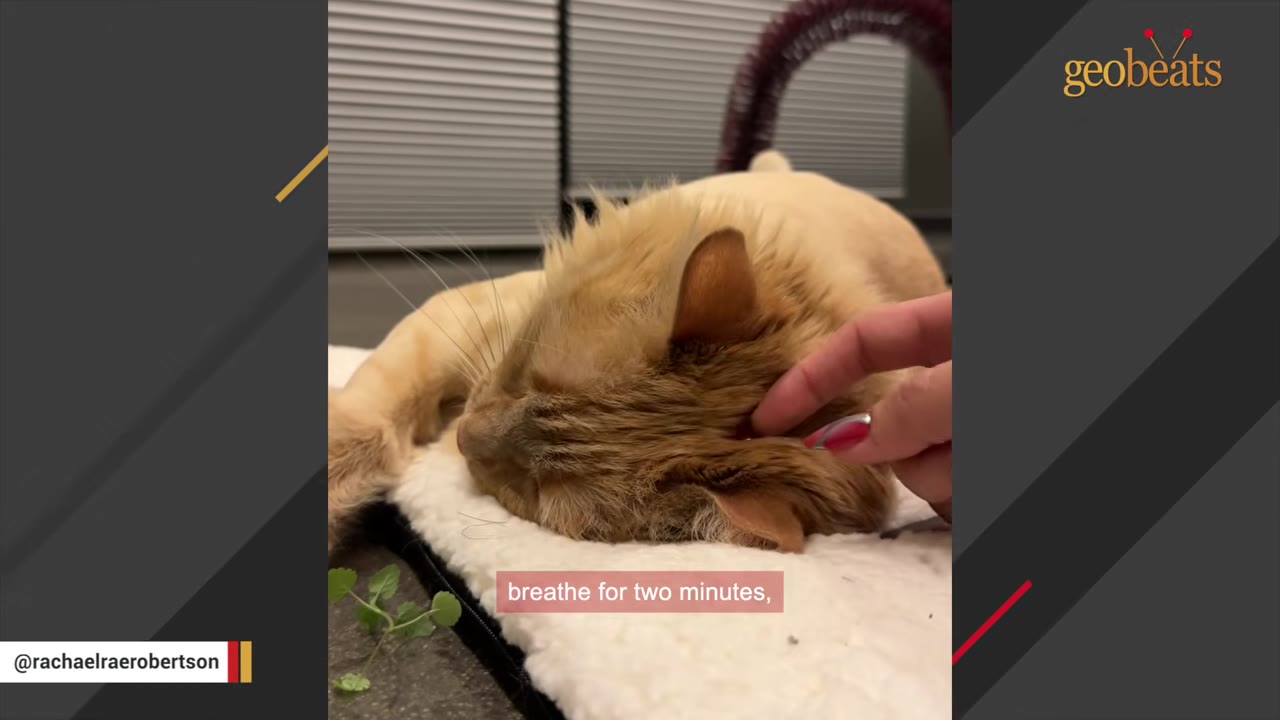 A close-up shot of a person's hand gently petting an orange cat behind its ear as it rests on a soft white pet bed.