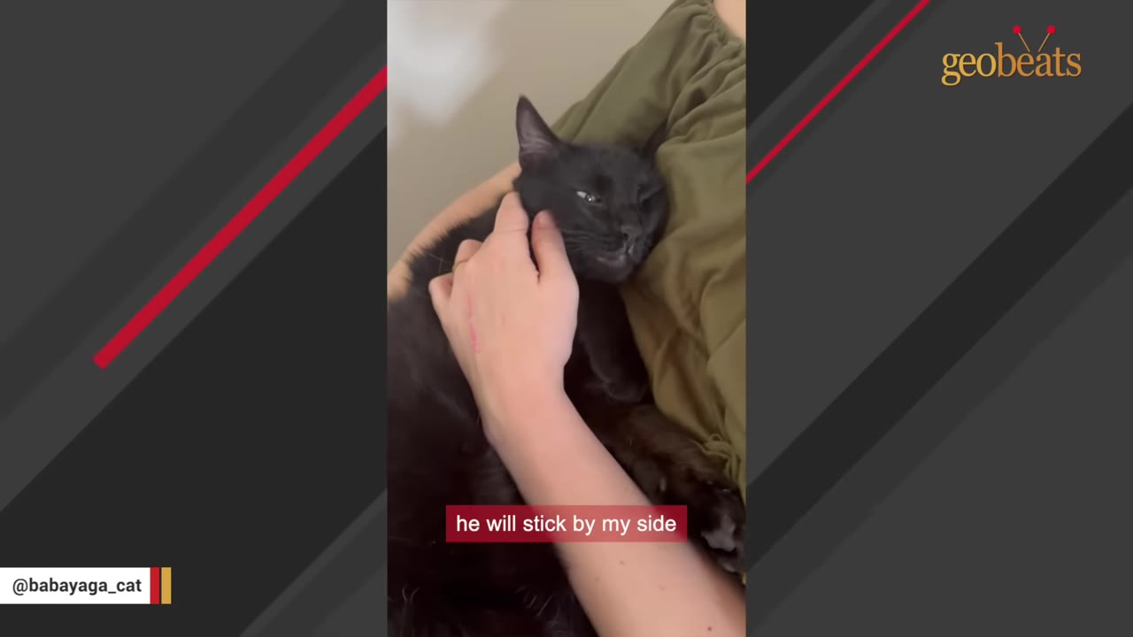 A black cat lies comfortably on a person's chest while being gently stroked on the chin.