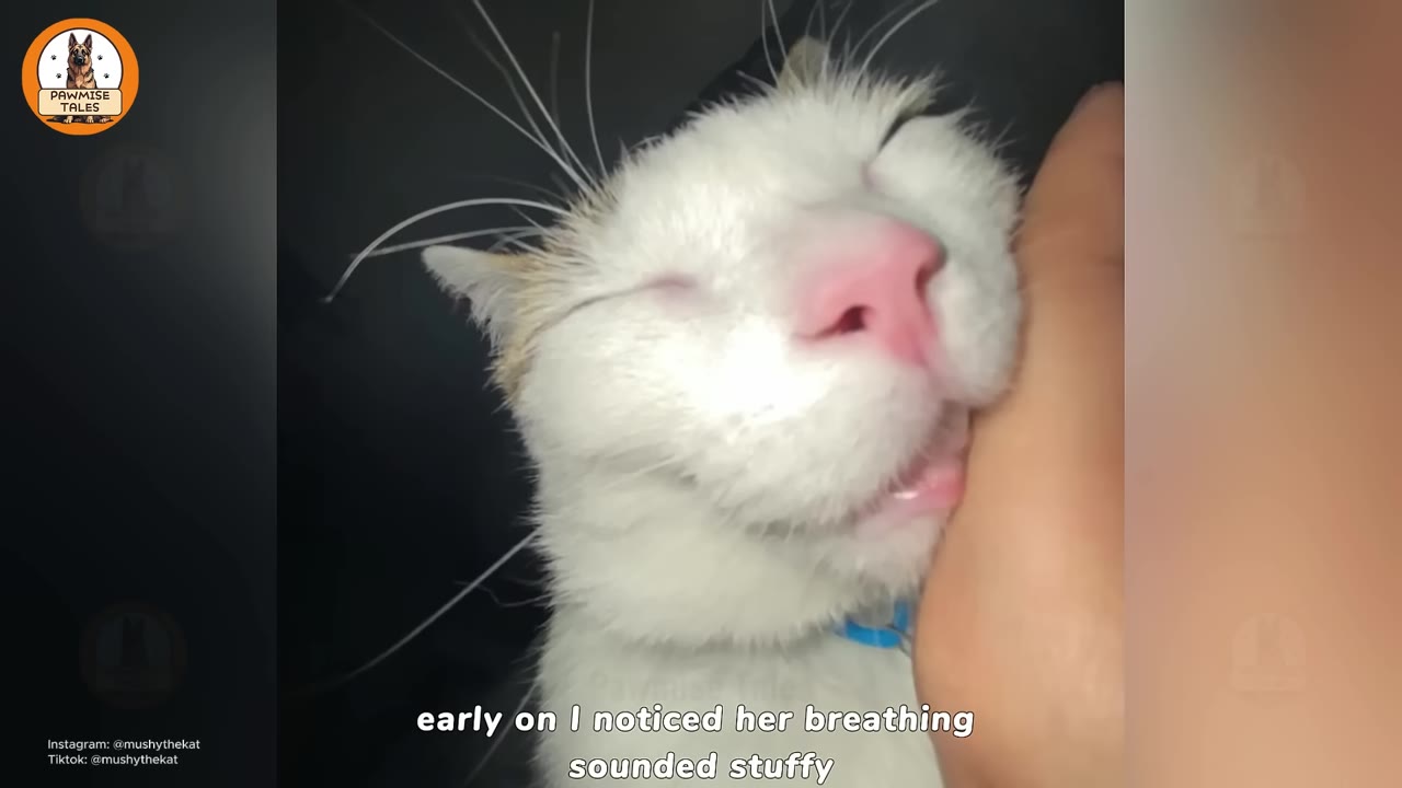 A close-up of a white cat with a pink nose and closed eyes, leaning its face against a person's hand.