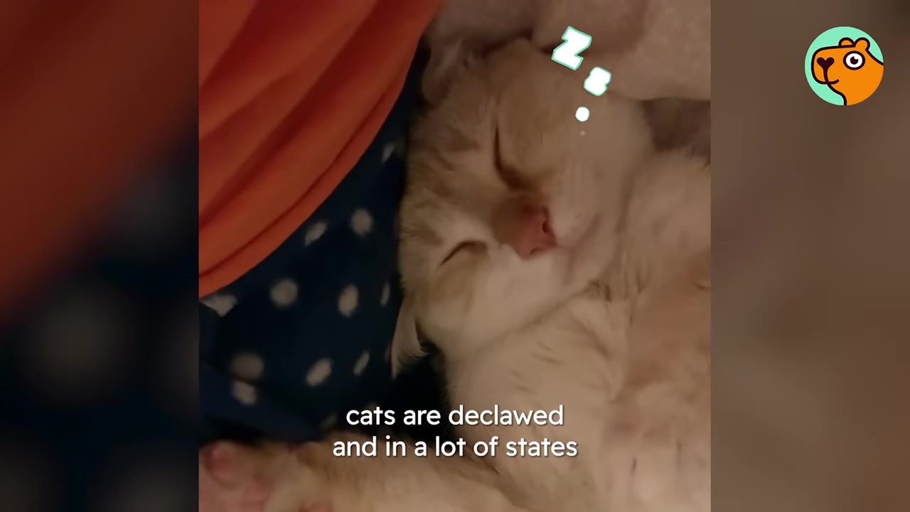 A light orange and white cat sleeping peacefully next to a person, with text on screen reading 'cats are declawed and in a lot of states'.