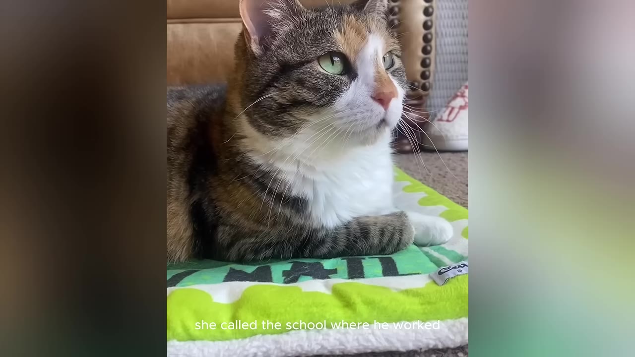 A calico cat with green eyes lies down on a green and white mat, looking attentively off-camera.
