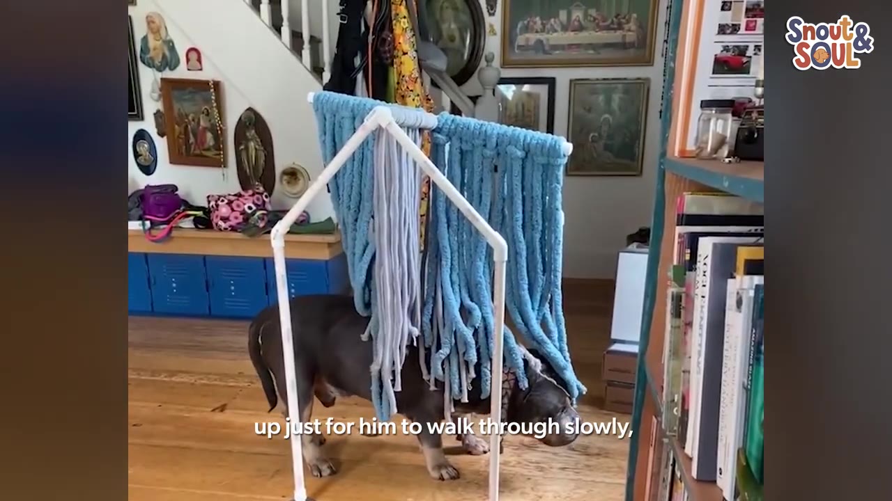 A dark-colored dog slowly walks underneath a custom-built white PVC frame draped with thick blue and grey yarn, which brushes over its back.