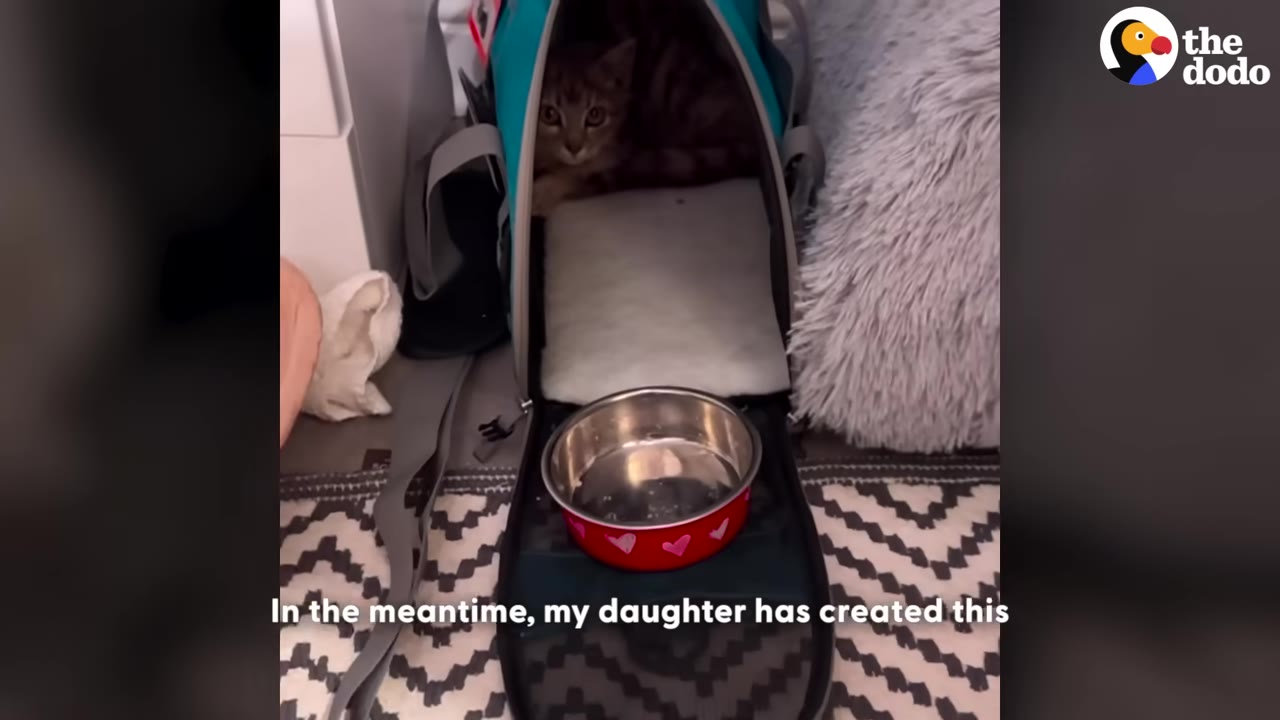 A small tabby cat sits inside a blue pet carrier with a red and silver food bowl placed in front of it on a patterned rug.