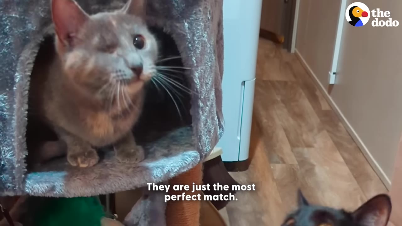 A grey, one-eyed cat sits inside a cat tree cubby, looking forward with a gentle expression, while the ears of another cat are visible in the foreground.