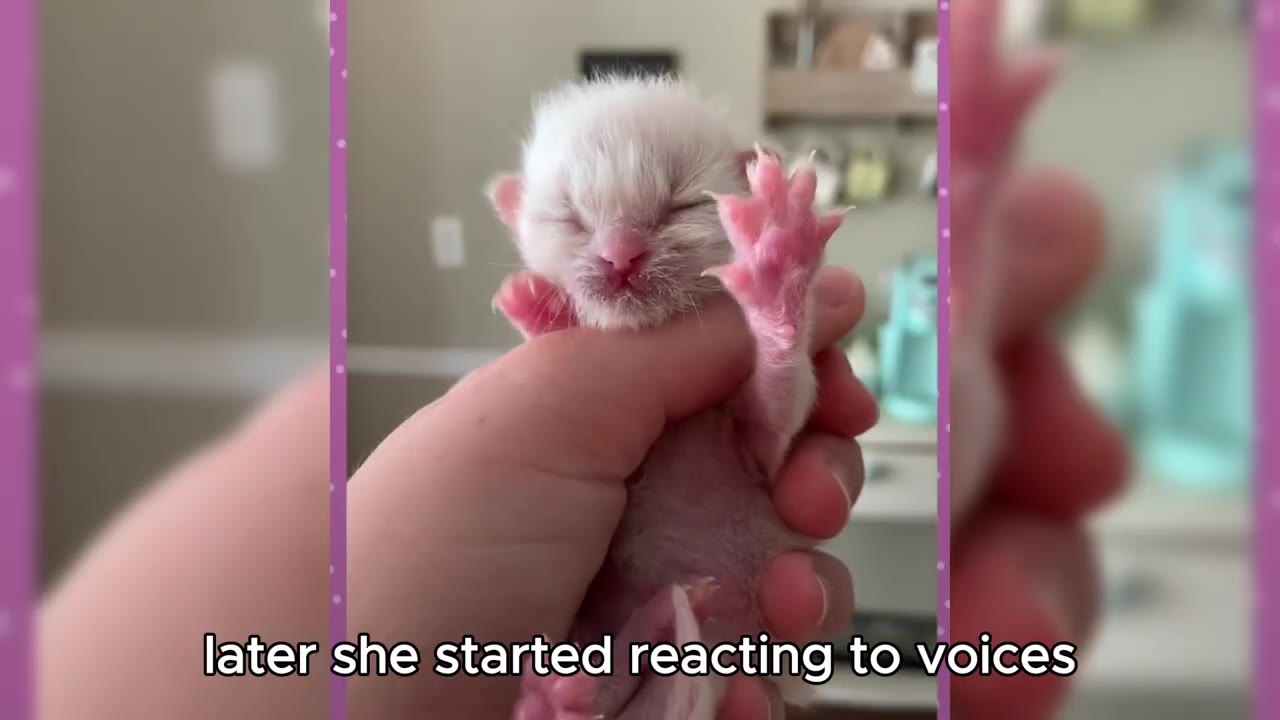 A tiny, newborn white kitten with closed eyes is held gently in a person's hand, raising one of its pink paws with spread toes.