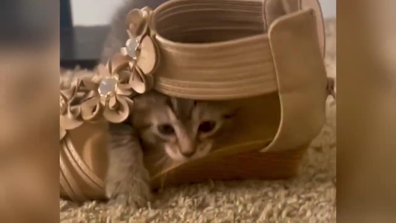 A small tabby kitten peeks out from inside a beige high-heeled sandal, resting one paw on the edge.